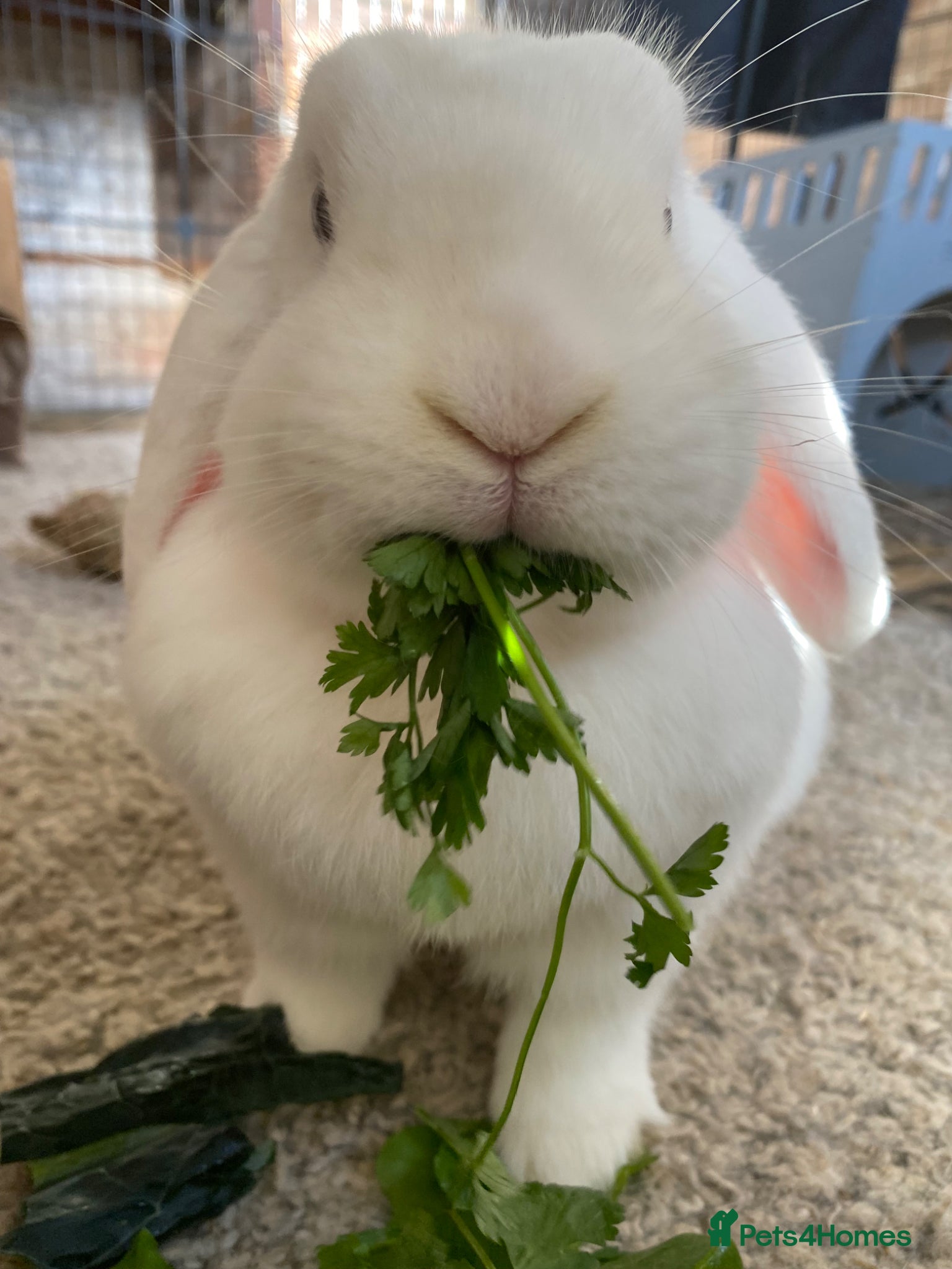 Mixed Breed rabbits Female White Lop looking for new home & companion - Advert 2