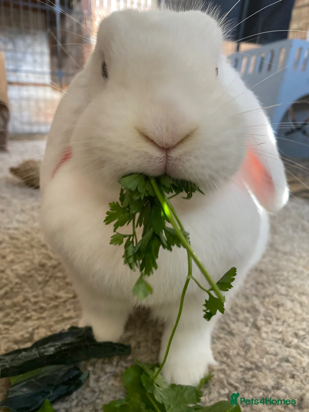 Mixed Breed rabbits for sale: Female White Lop looking for new home & companion - Advert 2