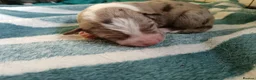 Border Collie dogs for sale: Border collie pups - Advert 13