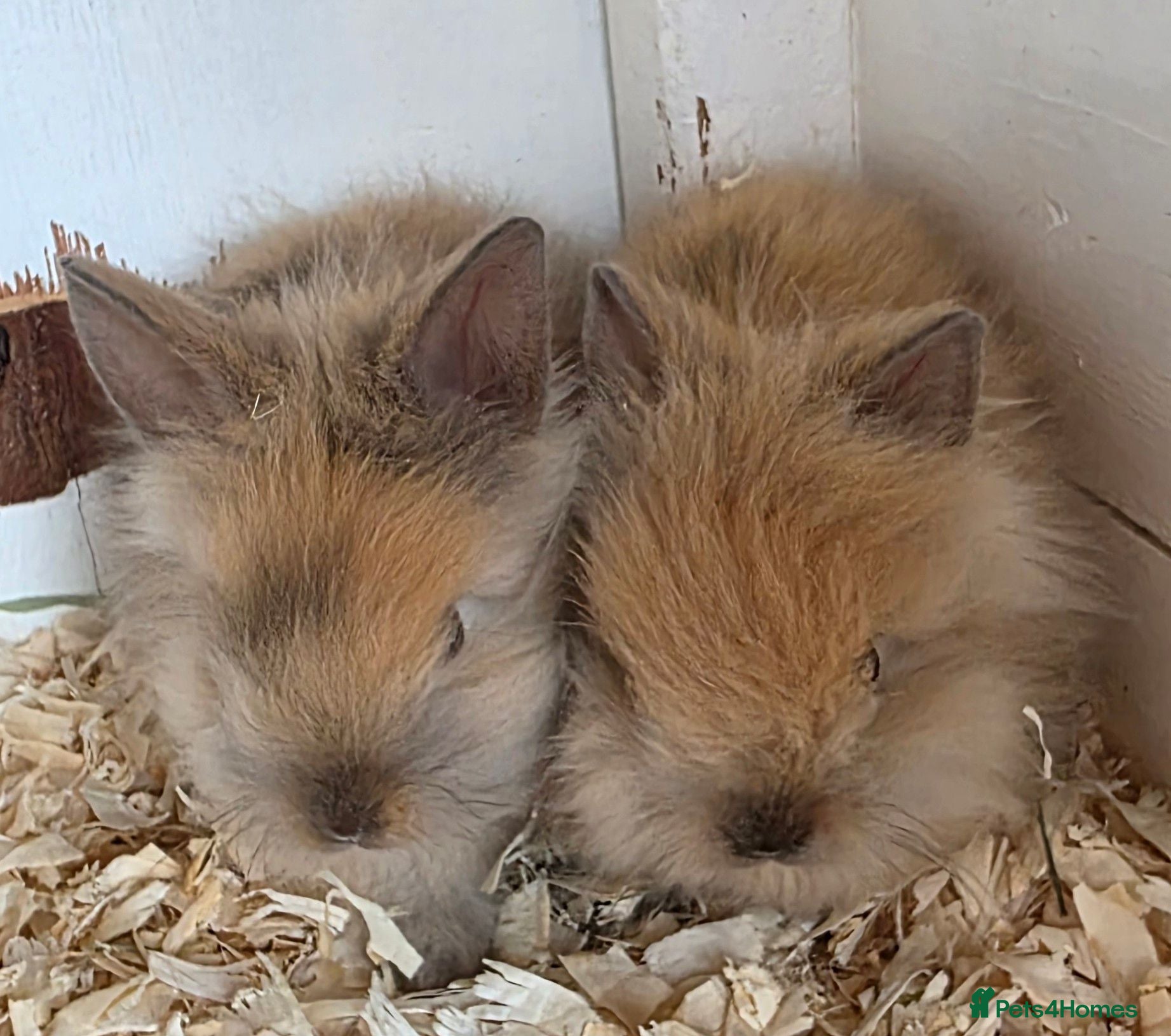 Mini Lop rabbits  Netherland dwarfs and lion heads - Advert 16