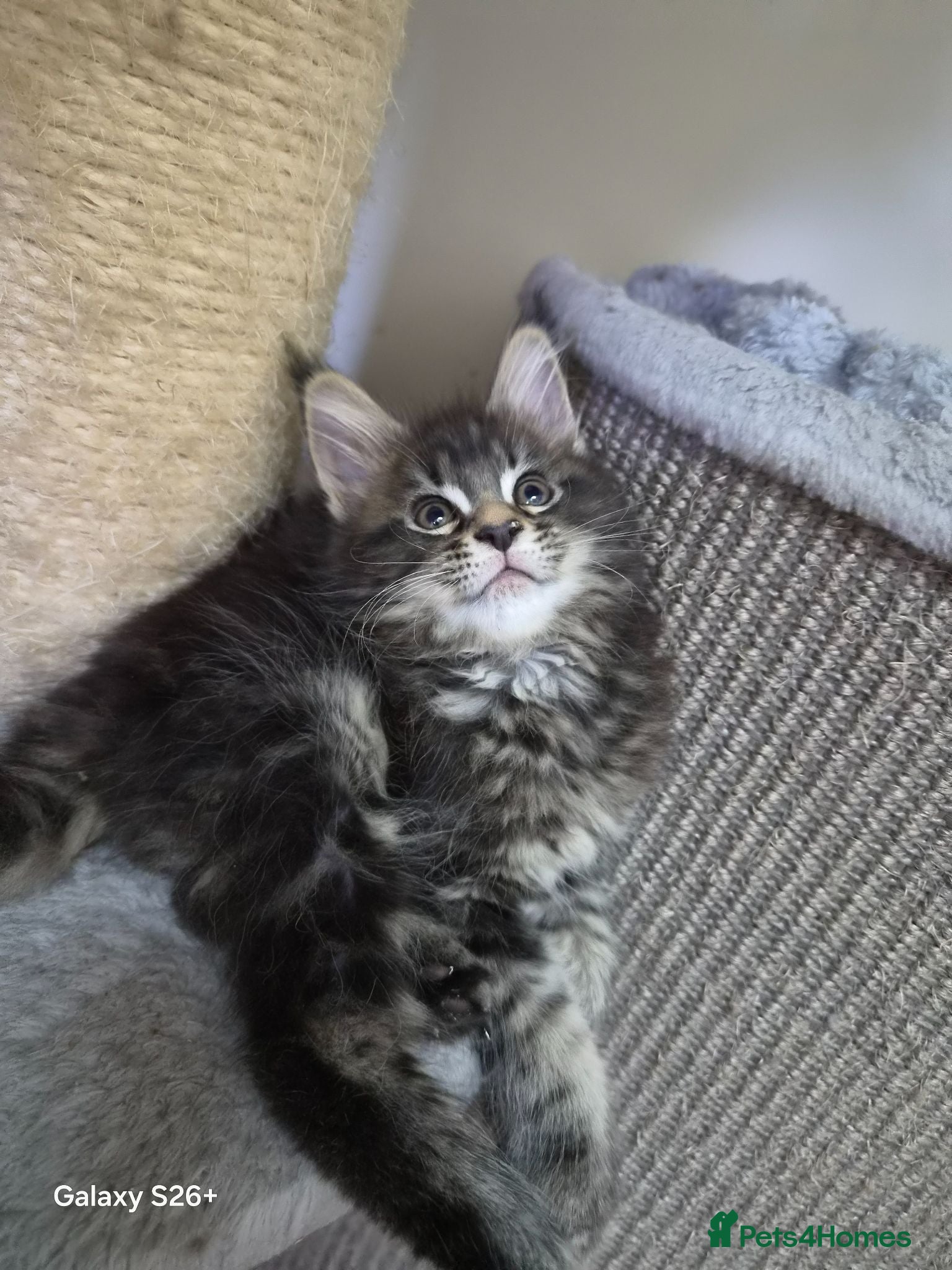 Maine Coon cats Licensed breeder-maine coon  - Advert 2