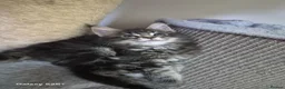 Maine Coon cats for sale: Licensed breeder-maine coon  - Advert 8