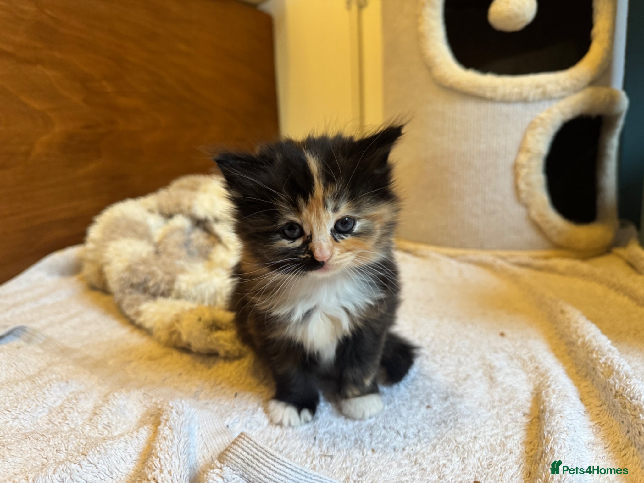Ragdoll cats Flame point Ragdoll Mix - Advert 20