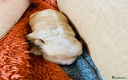 Cockapoo dogs for sale: Cocker Spaniel x Cockapoo Puppies Ready Soon  - Image 7