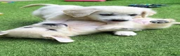 Golden Retriever dogs for sale: Exceptional Golden Retriever Puppies 🐾 - Advert 7