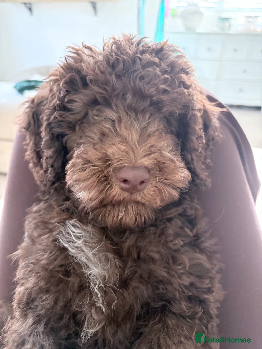 Sproodle dogs for sale: Beautiful pup for sale - Advert 2