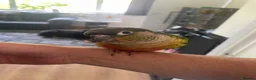Mixed Breed birds for sale: Birds wanted, good home offered to any bird  in Cambridge - Advert 3