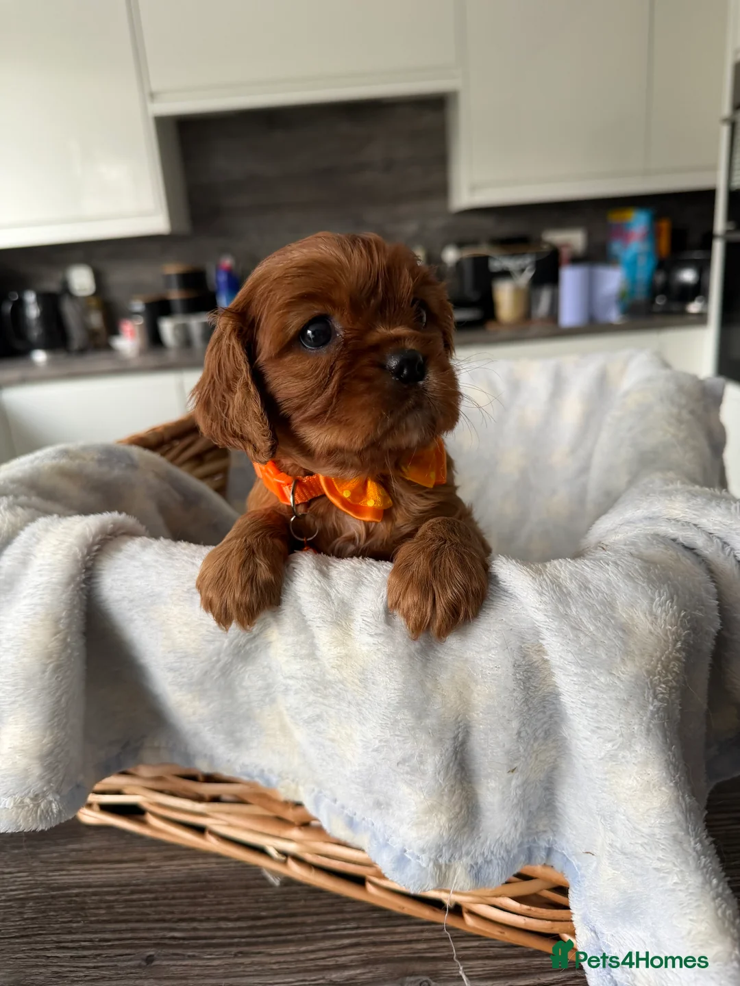 Cavalier King Charles Spaniel dogs for sale: Cavalier King Charles Spaniels Puppies for sale - Advert 9