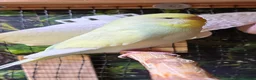 Budgerigars birds for sale: Two budgerigars for sale. - Advert 6