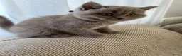 British Shorthair cats for sale: Beautiful British shorthair kittens  - Advert 7