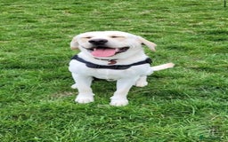 Labrador Retriever dogs for sale:  🐾 Gorgeous Black Labrador Puppies 🐾 - Image 7