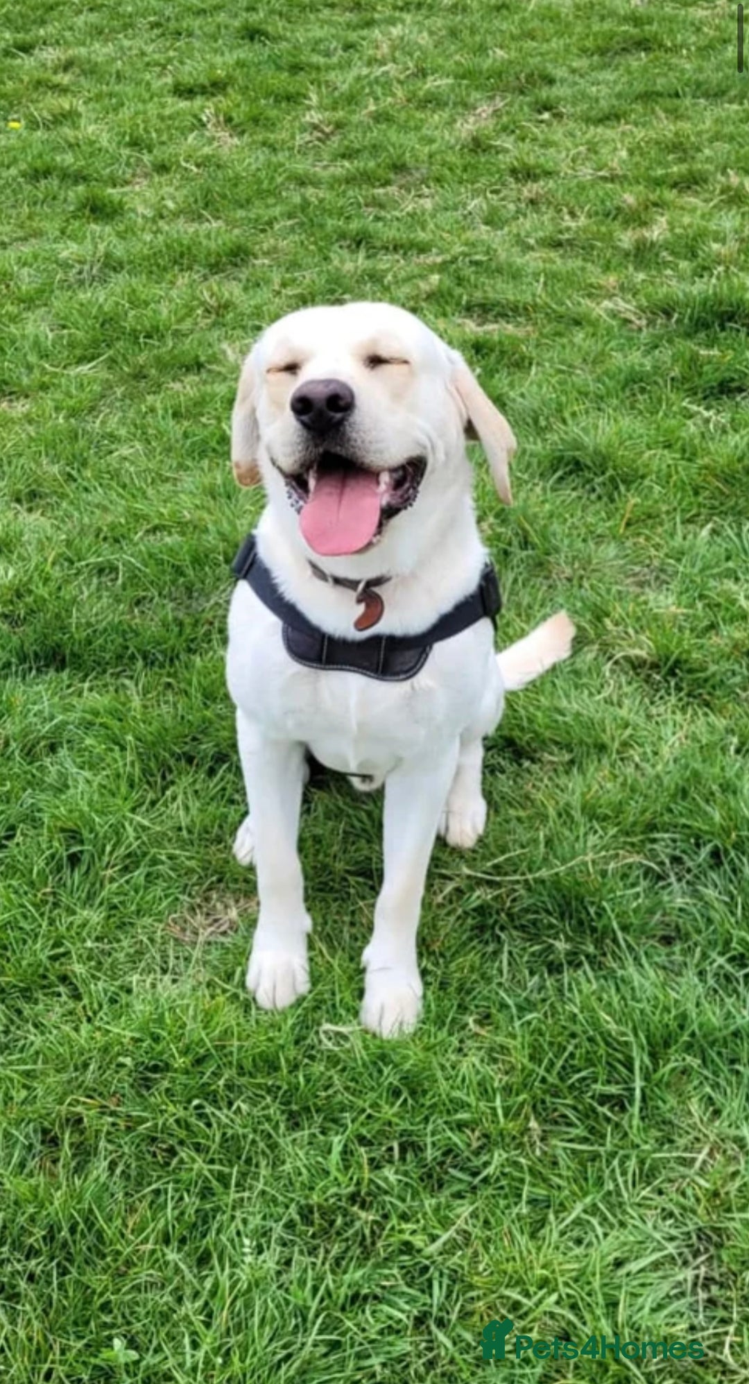 Labrador Retriever dogs for sale:  🐾 Gorgeous Black Labrador Puppies 🐾 - Image 7