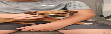 Jug 1