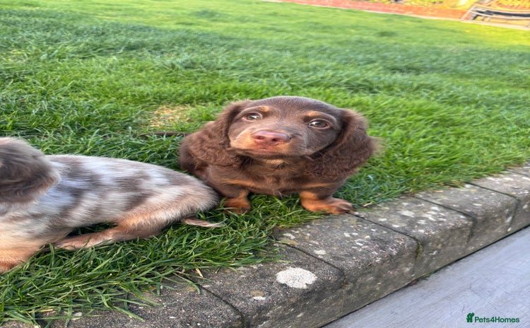 Miniature Dachshund dogs - Advert 11