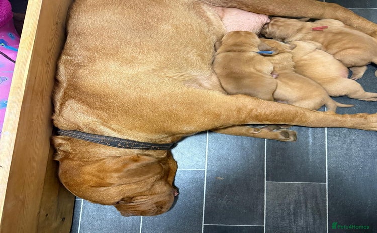 Dogue De Bordeaux dogs - Advert 1