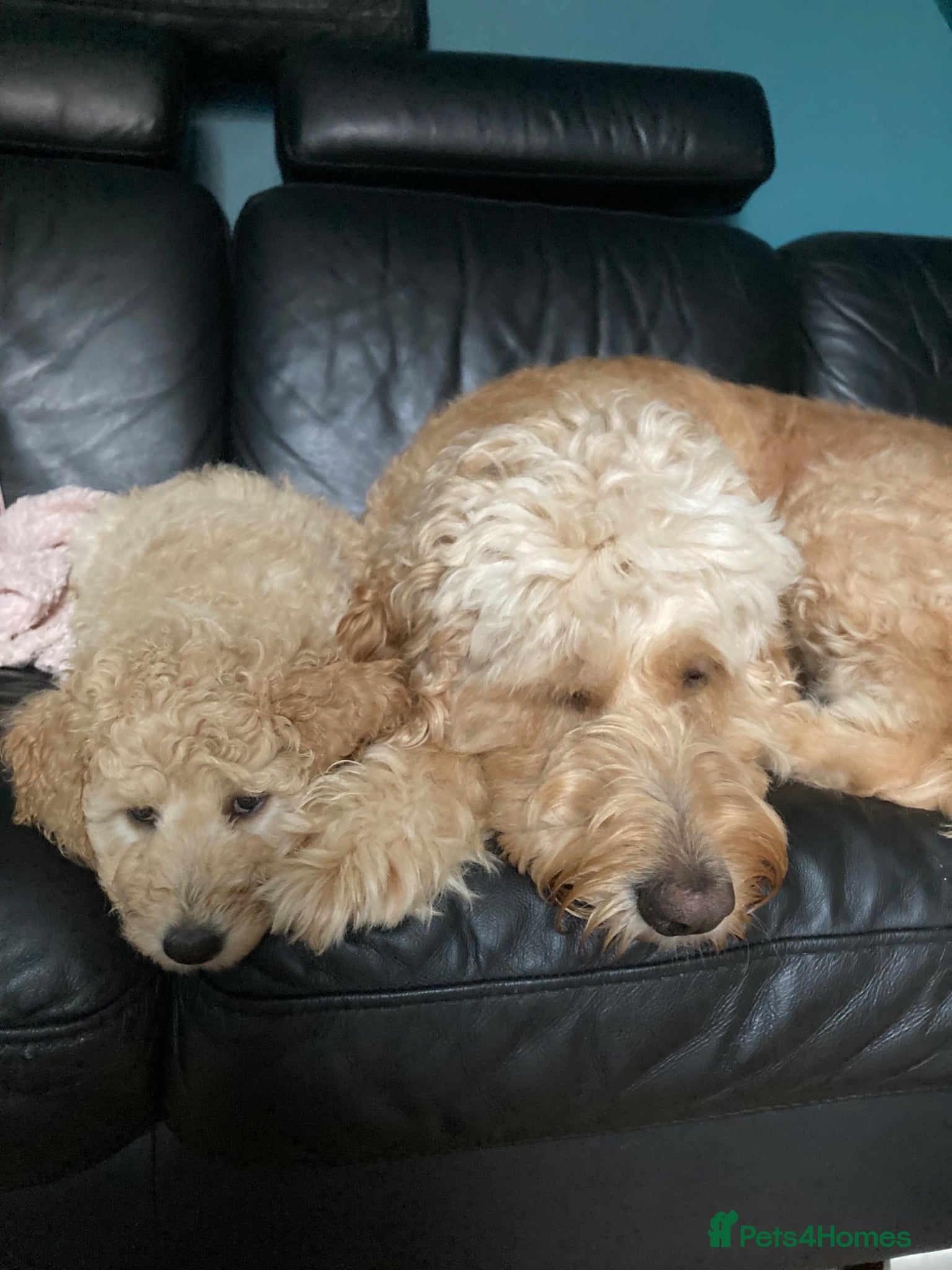 Labradoodle dogs Multigenerational Standard labradoodle puppies - Advert 2