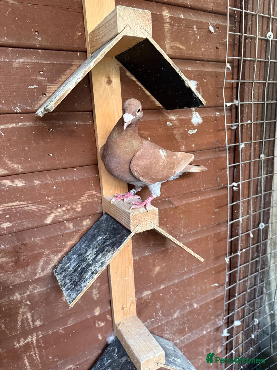 Pigeons birds for sale: Quality 2025 /6 Racing Pigeons Available - Advert 1