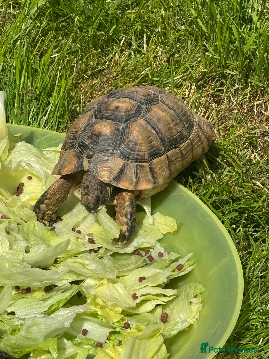 Tortoise reptiles for sale: 3 x marginated tortoises - Image 2