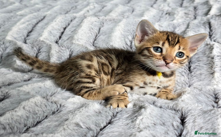 Bengal cats - Advert 7