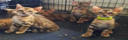 Bengal cats for sale: Stunning litter of brown rosetted Bengal cubs  - Advert 12