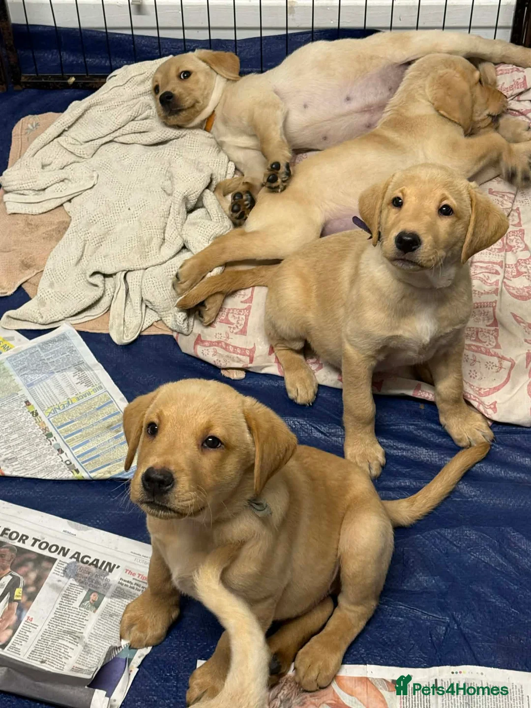 Labrador Retriever dogs for sale: Pure bred labrador puppies - Advert 12