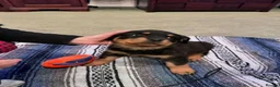 Rottweiler dogs for sale: We have Stunning Rotties puppy in Taunton - Advert 7