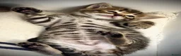 Ragdoll cats for sale: 🐾 Exceptional Ragdoll × Bengal Kittens 🐾 - Advert 7