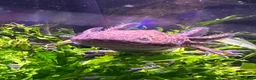Axolotl reptiles for sale: Axolotl looking for new waters  - Advert 1