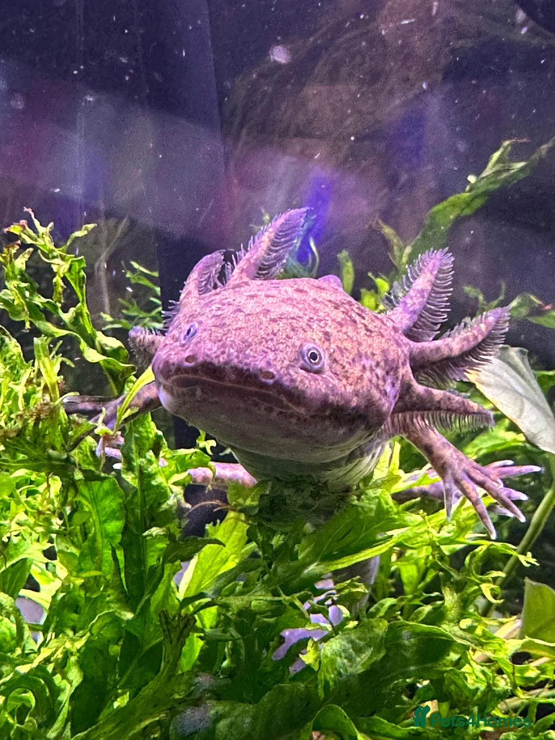 Axolotl reptiles for sale: Axolotl looking for new waters  - Advert 1