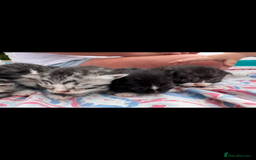 Mixed Breed cats for sale: 7 beautiful kittens looking for homes🏡  - Image 4