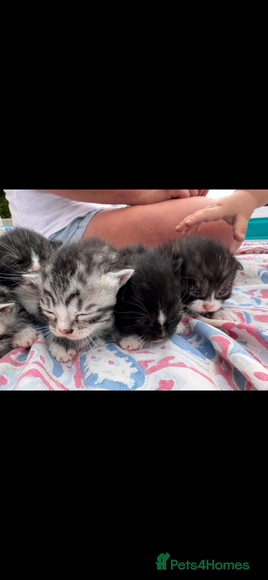 Mixed Breed cats for sale: 7 beautiful kittens looking for homes🏡  - Image 4