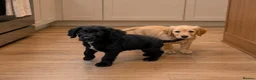 Cocker Spaniel dogs for sale: Cocker spaniels for sale in Enfield - Advert 3