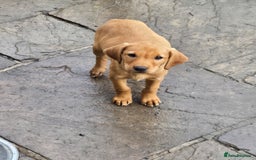 Labrador Retriever dogs for sale: Last Beautiful Fox Red KC Reg Lab Pups READY NOW - Image 5