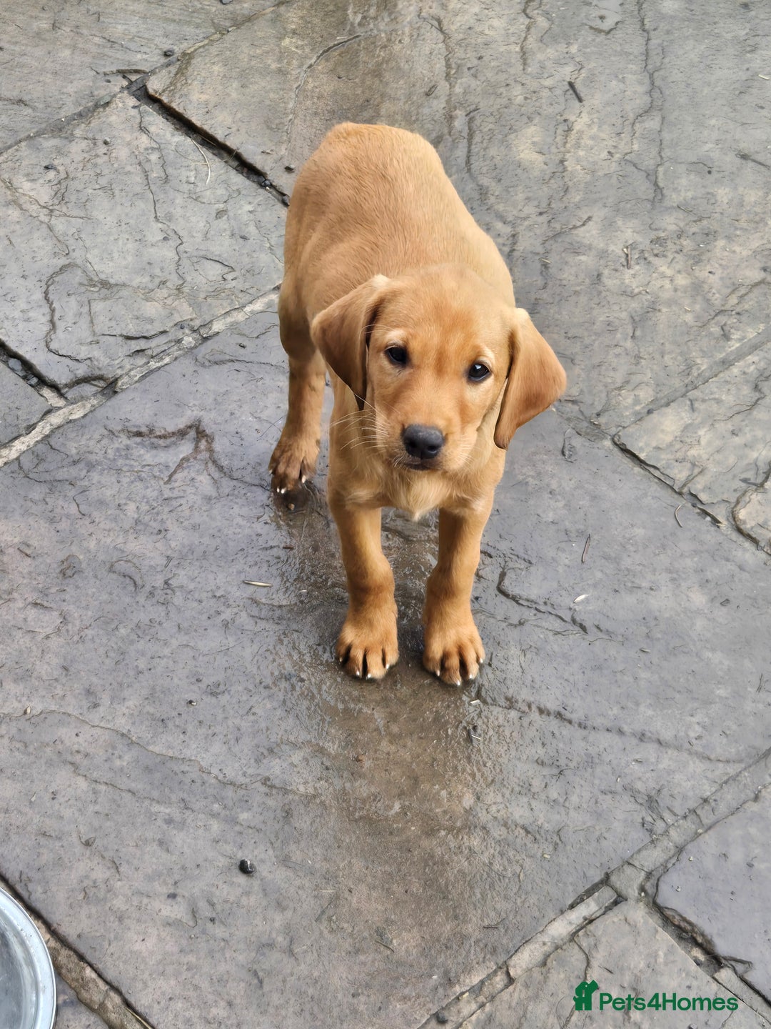 Labrador Retriever dogs for sale: Last Beautiful Fox Red KC Reg Lab Pups READY NOW - Image 5