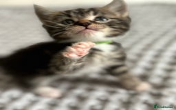 American Shorthair cats for sale: 🌟Adorable kittens now ready 4 forever home🌟 - Image 15