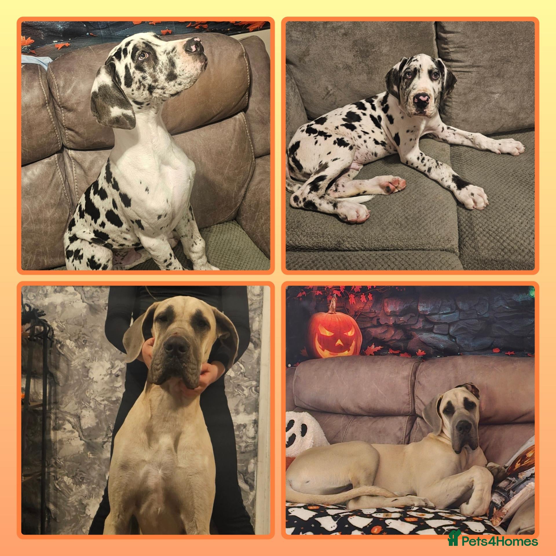 Great Dane dogs for sale: Male harlequin and male blue fawn  - Advert 6