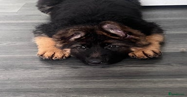 German Shepherd dogs - Advert 4