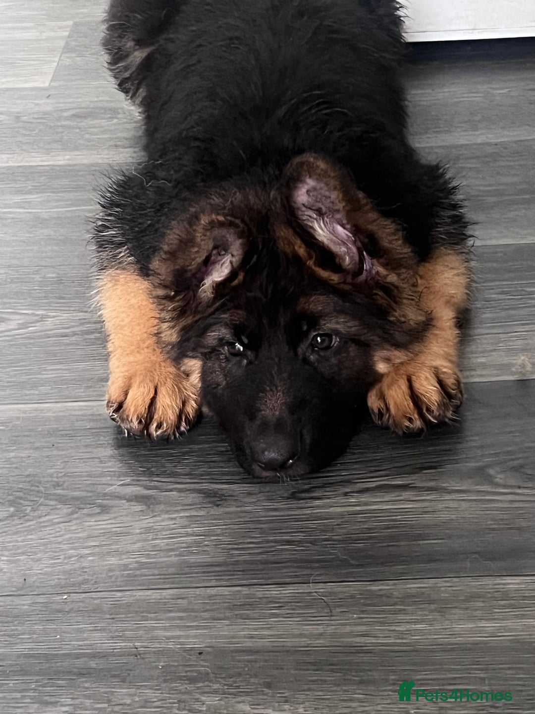 German Shepherd dogs for sale: Czech longhaired German shepherd - Image 3