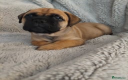 Bullmastiff dogs for sale: K.c registered Bullmastiff puppies  - Image 26