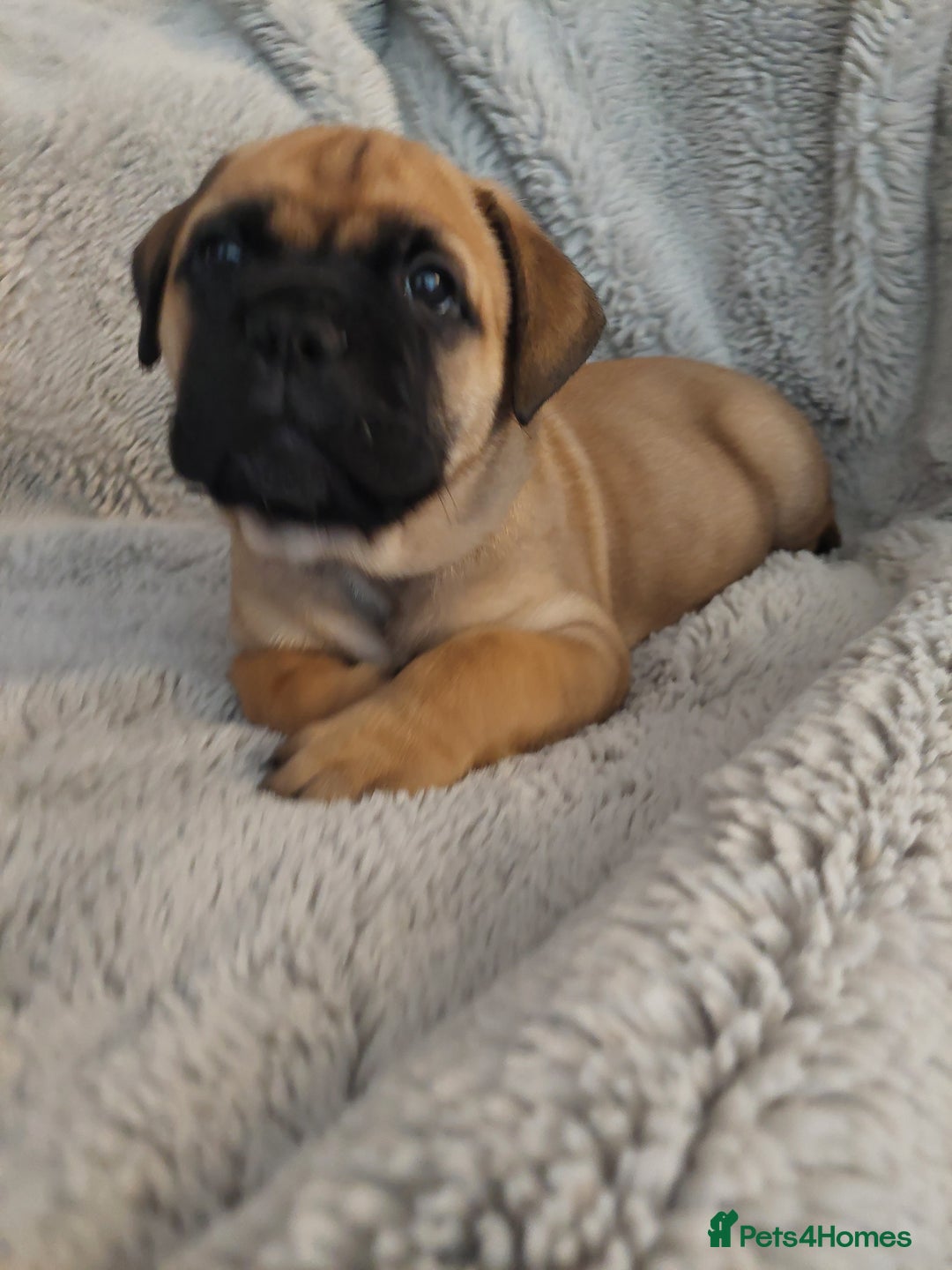 Bullmastiff dogs for sale: K.c registered Bullmastiff puppies  - Image 26