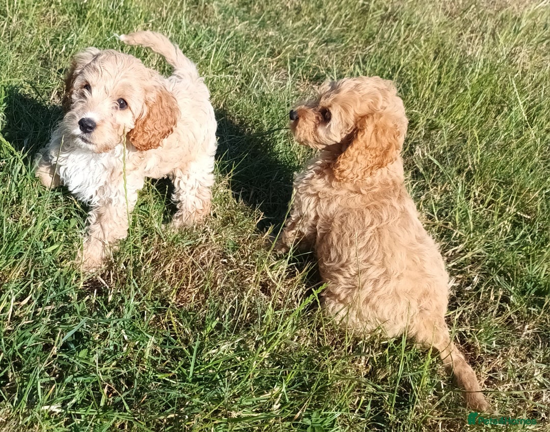Mixed Breed dogs for sale: Cockalier-a-poo puppies;  Cockalier X Poodle - Image 4