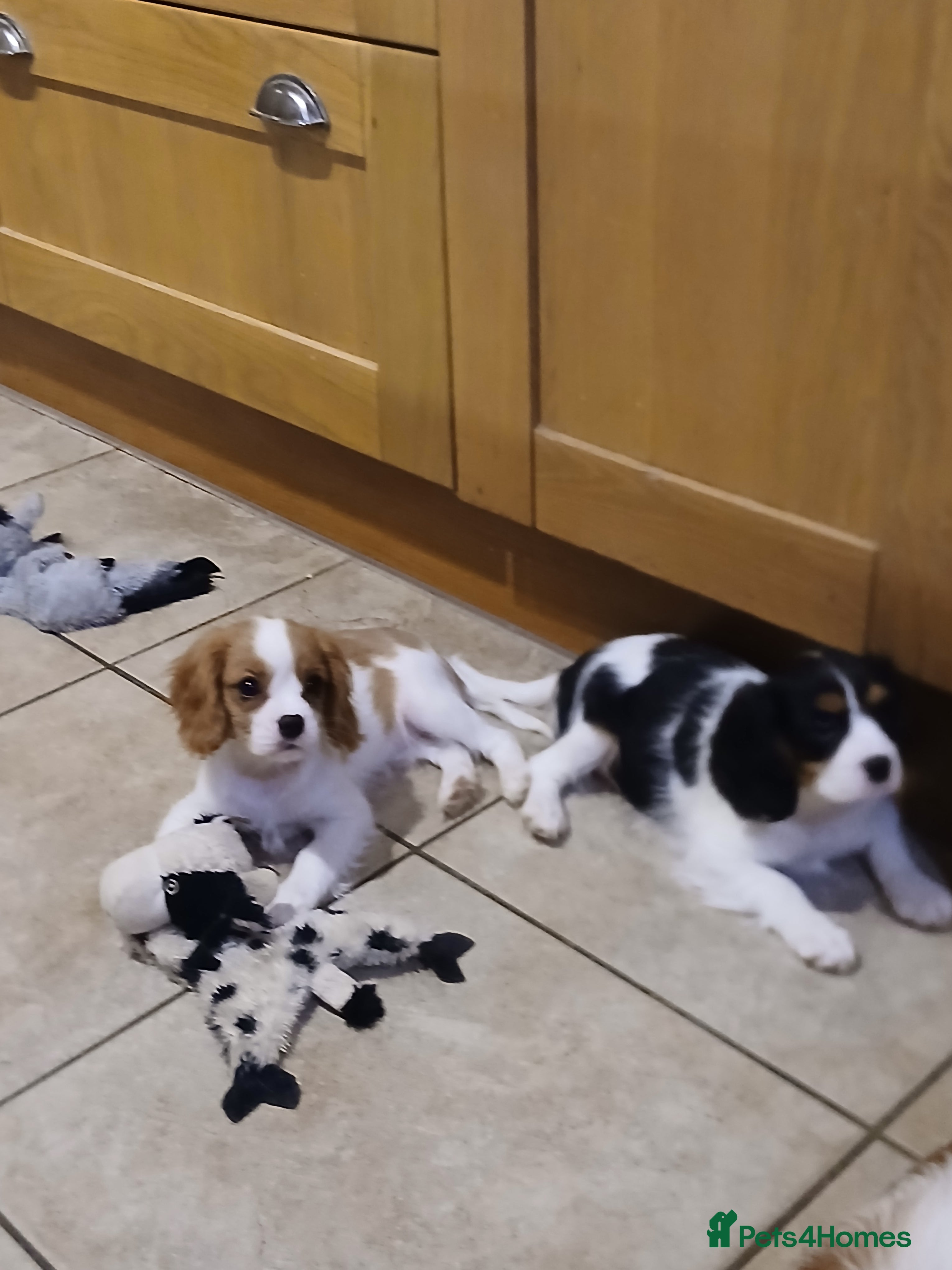 Cavalier King Charles Spaniel dogs Gorgeous puppies - Advert 10