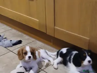 Cavalier King Charles Spaniel dogs Gorgeous puppies - Advert 10