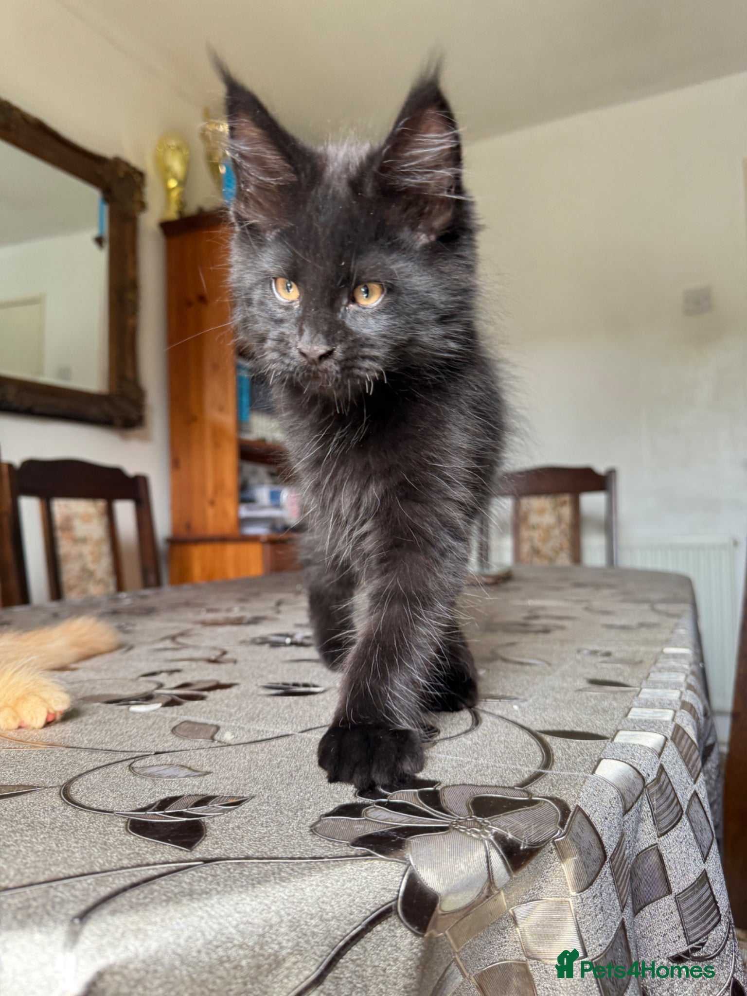 Maine Coon cats PURE MAINE COON KITTENS *2Left* - Advert 2