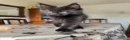 Maine Coon cats for sale: LARGE MAINE COON KITTENS - Advert 3