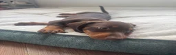 Miniature Dachshund dogs for sale: Beautiful PRA Clear Mini Dachshund Puppies  - Advert 10