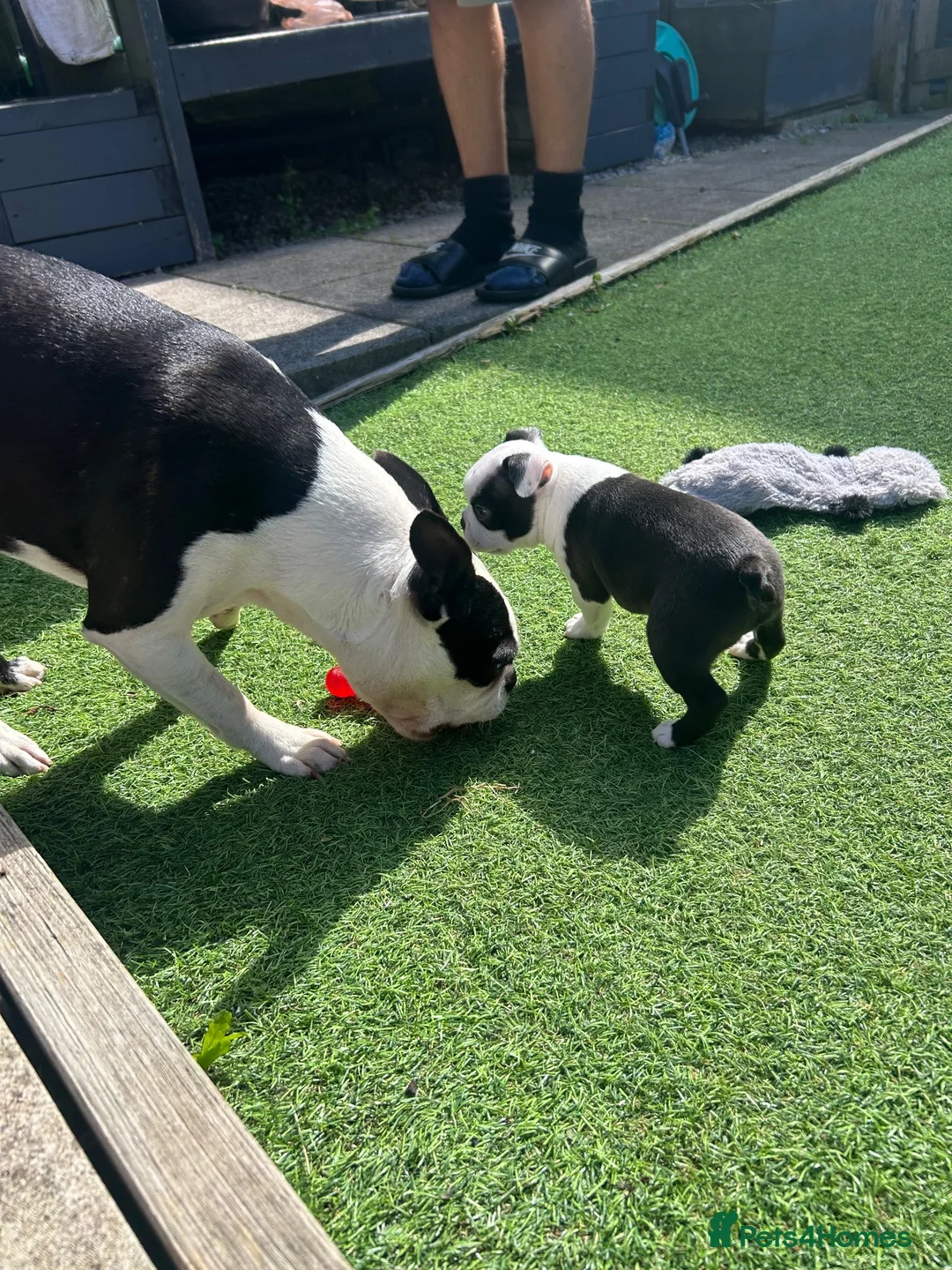 Boston Terrier dogs for sale: Beautiful Boston Terriers  in Camborne - Advert 16