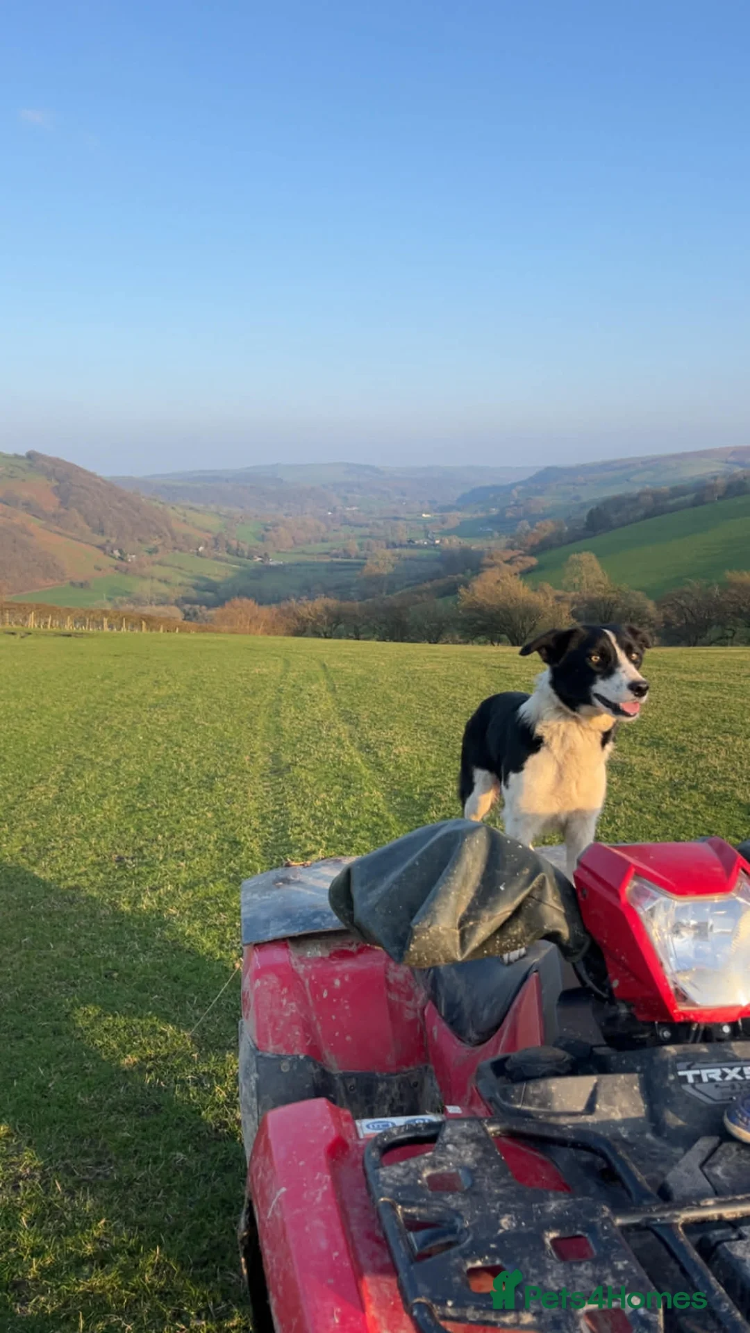 Border Collie dogs for sale: Beautiful Border Collie Puppies  - Advert 2