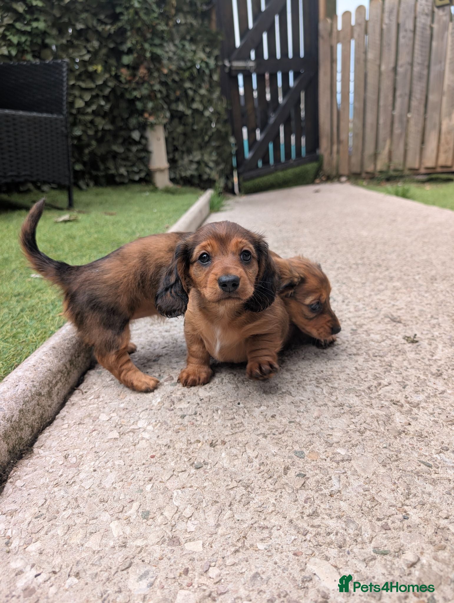Miniature Dachshund dogs Ready this weekend  - Advert 2