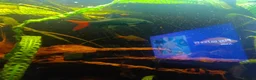 Other/Mixed Breed fish for sale: Very large fish tank with all equipment  - Advert 5